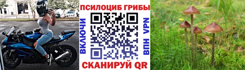 Псилоцибиновые грибы Psilocybe  Купить закладки  Катав-Ивановск 